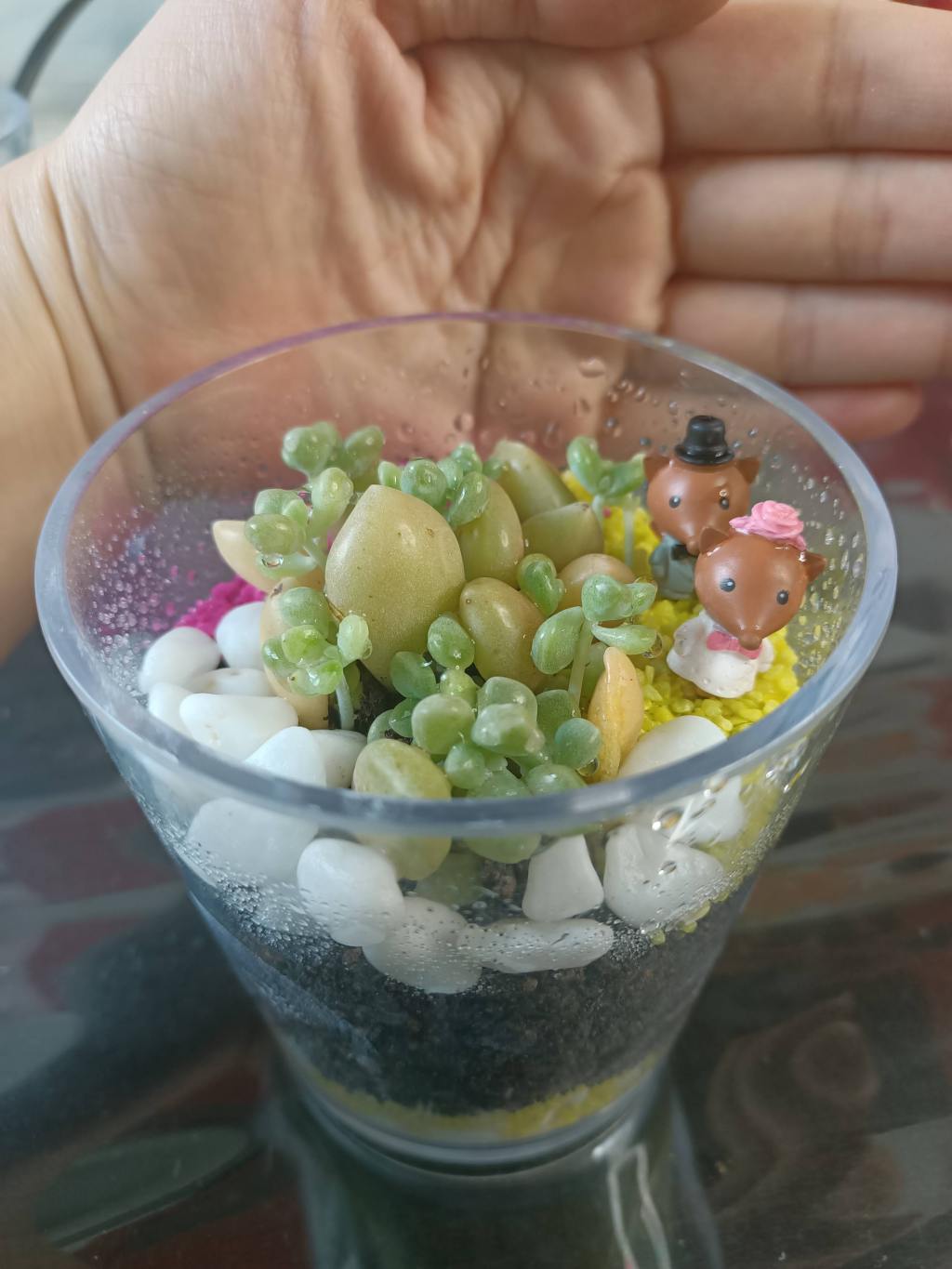 St Antony’s Canossia Convent Terrarium Zoom&nbsp;Sessions!